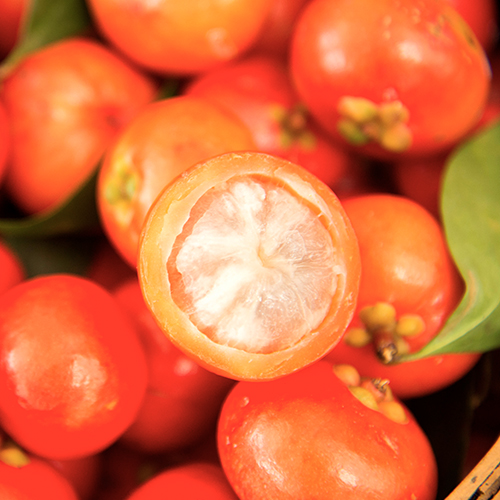 Garcinia in Kambodscha